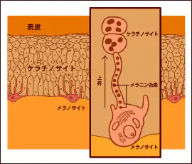 ケラチノサイトまでのメラニンの運搬