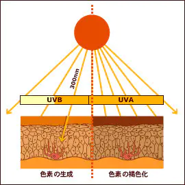 UVBによる色素生成